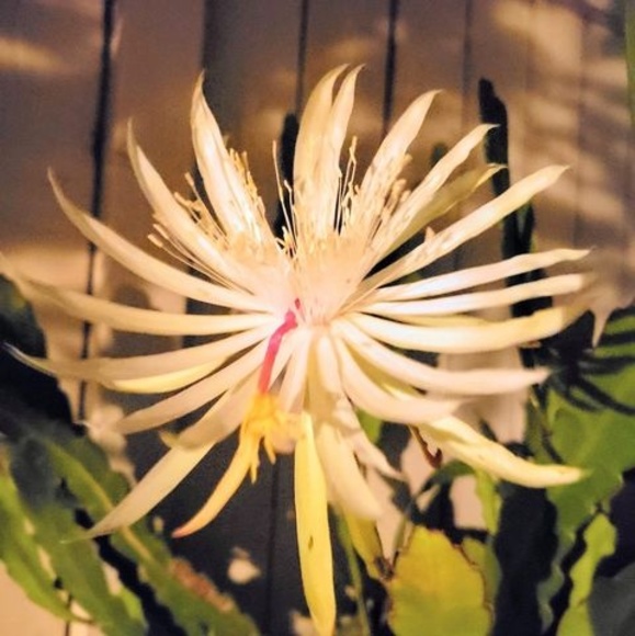 Meet your Posher, Xuan - Picture 1 of 1